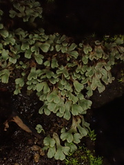 Riccia beyrichiana