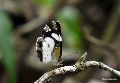 Janatella leucodesma
