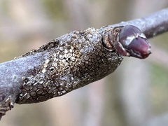 Malacosoma americana