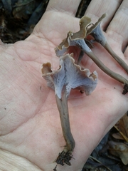 Craterellus undulatus