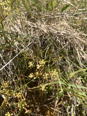 Anisotome filifolia