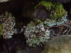 Riccia beyrichiana