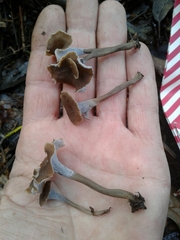 Craterellus undulatus