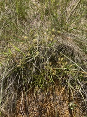 Anisotome filifolia