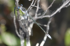 Lestes disjunctus