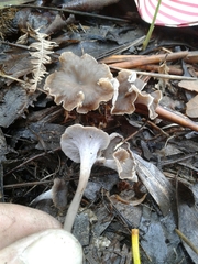 Craterellus undulatus