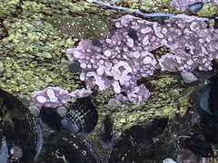 Lithothamnion