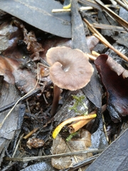 Craterellus undulatus