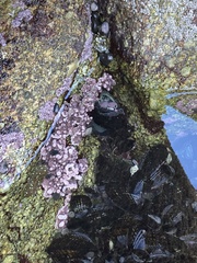 Lithothamnion