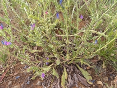 Echium plantagineum