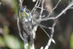 Lestes disjunctus