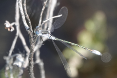 Lestes disjunctus