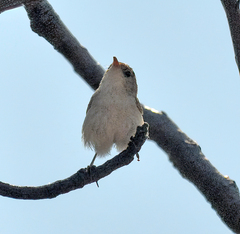 Malurus melanocephalus