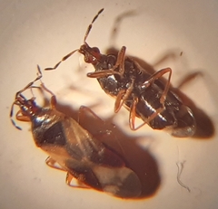 Anthocoris