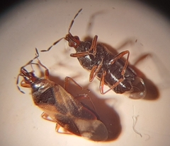 Anthocoris