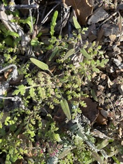 Phacelia distans