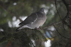 Columba palumbus