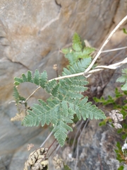 Notholaena standleyi