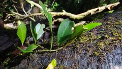 Peperomia obtusifolia