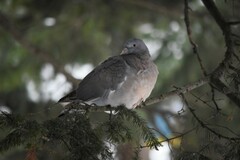Columba palumbus