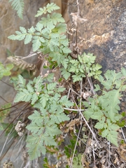 Myriopteris wrightii