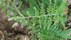 Asparagus setaceus