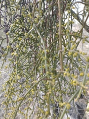 Phoradendron californicum