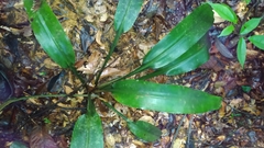 Disteganthus basilateralis