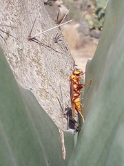Polistes major