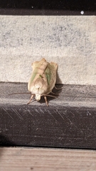 Lepidoptera