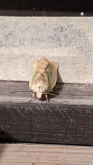 Lepidoptera