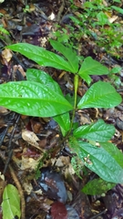 Cordia nodosa