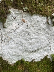Phlyctis petraea