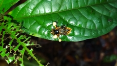 Ophiocordyceps dipterigena