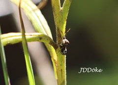 Merocoris