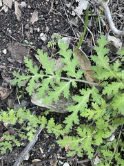 Eucrypta chrysanthemifolia