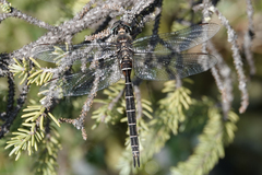 Somatochlora cingulata