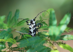 Steirastoma marmoratum