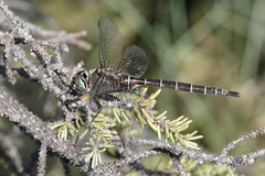 Somatochlora cingulata
