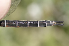 Somatochlora cingulata