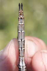 Somatochlora cingulata