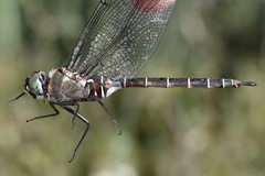 Somatochlora cingulata