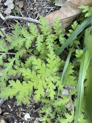 Eucrypta chrysanthemifolia