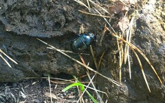 Geotrupes stercorarius