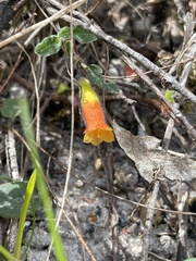 Marianthus bignoniaceus