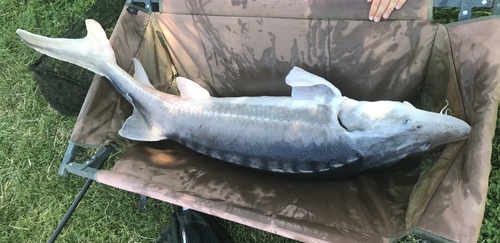 Beluga Sturgeon