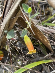 Marianthus bignoniaceus