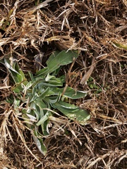 Antennaria plantaginifolia