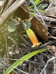 Marianthus bignoniaceus