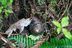 Monadenia infumata